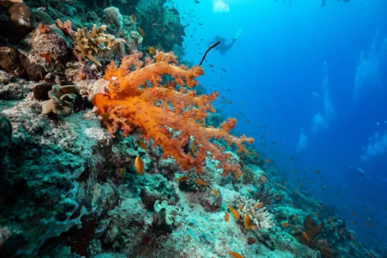 Red Sea coral reef and beach diving