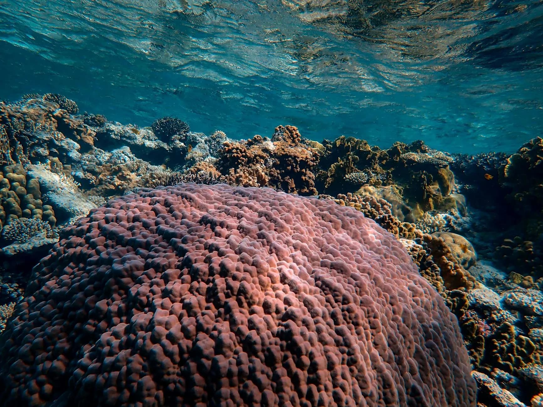 Diving & Snorkeling in Yanbu