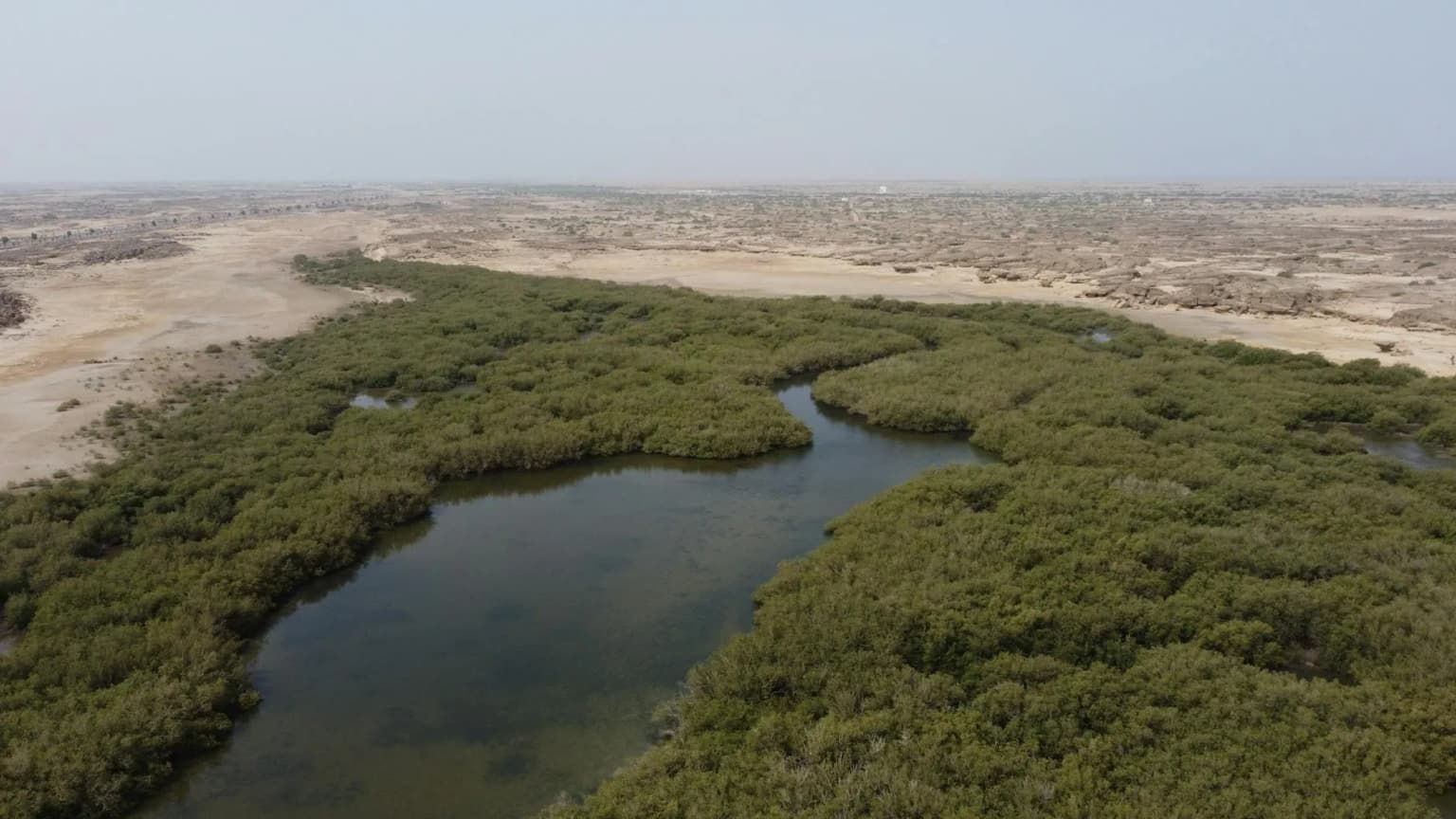 Mangrove Forests